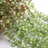 1 Strand Peridot Faceted Pear Briolettes -Semi Precious Peridot Pear Beads  4mm-9mm - 8 Inches BR03418