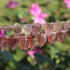 1 Strand Strawberry Quartz  Faceted  Fancy Shape Briolettes - 16mmx9mm-21mmx11mm -8 inch BR0317
