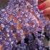 1 Strand Tenzanite  Faceted Briolettes - Pear Shape Briolettes -6mmx4mm-10mmx6mm - 9-Inches BR02723