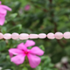 1 Strand Rose Quartz Smooth Oval Shape Briolettes - Rose Quartz Smooth Oval Beads 6mmx5mm-14mmx8mm 13 Inches BR999 - Tucson Beads
