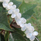 1 Strand Silverite Chalcedony Faceted Briolettes-  Pear Shape Beads 12mmx9mm-13mmx10mm 8 Inches BR206 - Tucson Beads