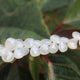 1 Strand White Silverite Faceted Briolettes - Onion/Pear Shape Beads 7mm-11mm 8.5 Inches BR1399 - Tucson Beads