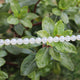2 Strands AAA Quality Silverite Chalcedony Faceted Rondelles - Round ball Beads 8mm 8 Inches BR1030 - Tucson Beads