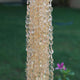 1 Strand Citrine Smooth Coin Shape Briolettes - Citrine Plain Coin Briolettes 7mm-9mm 14 Inches BR2888 - Tucson Beads