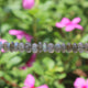 1 Long Strand Labradorite Smooth Roundelles - Labradorite Plain Rondelles Beads 4mm-9mm 10 Inches BR3124 - Tucson Beads